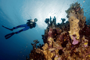 "El Quadim Reef"

In El Quseir, Egypt. by Henry Jager 